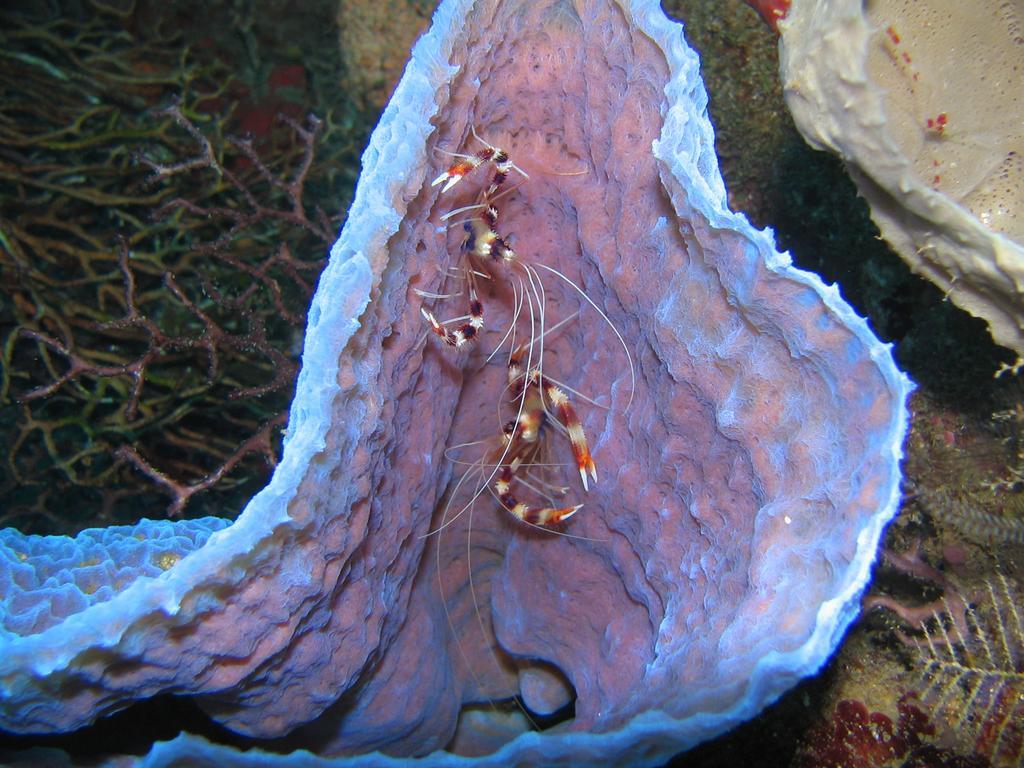Sunset Bay Club & Seaside Dive Resort Salisbury Kültér fotó